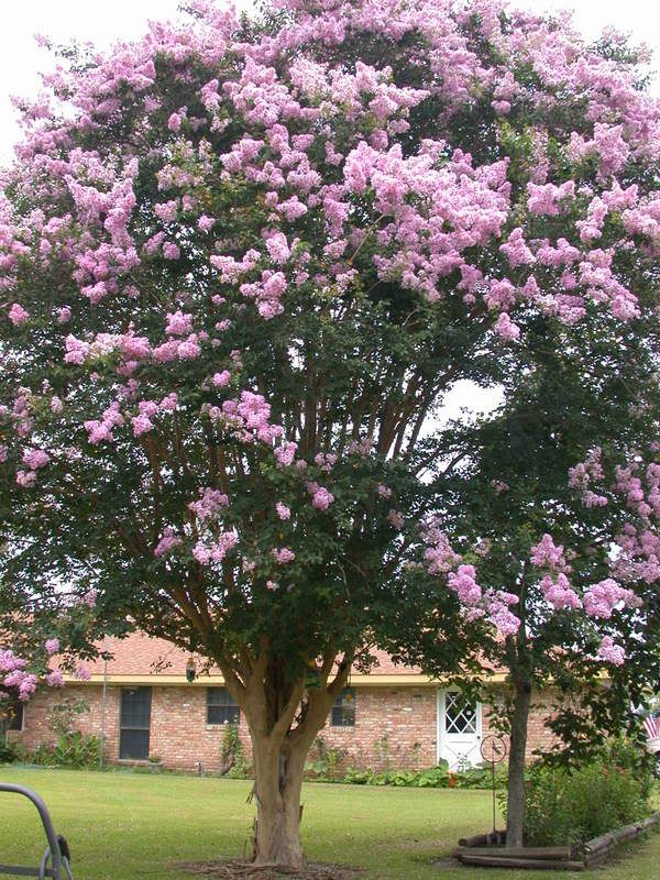 crepe myrtles not blooming