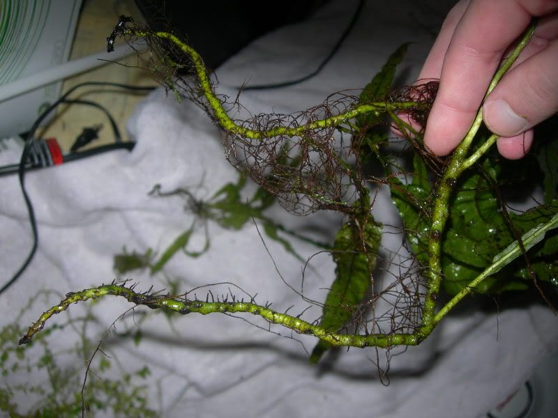 loooong java fern roots!(pics) The Planted Tank Forum