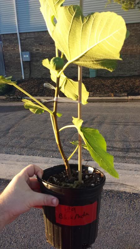 [Android131_zps747bd44b]