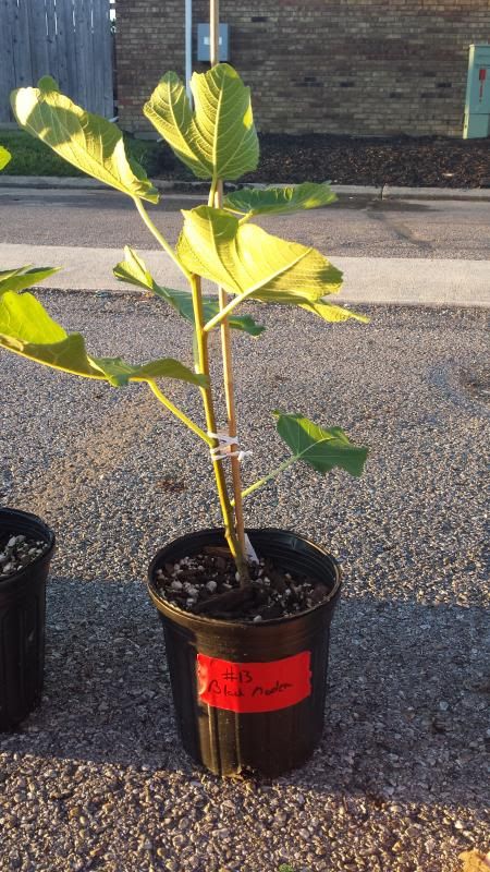 [Android143_zps72692213]