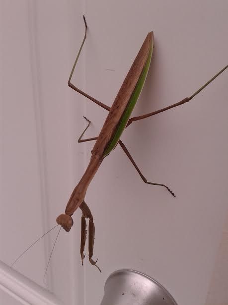 [Mantis_zpse30a2b85]