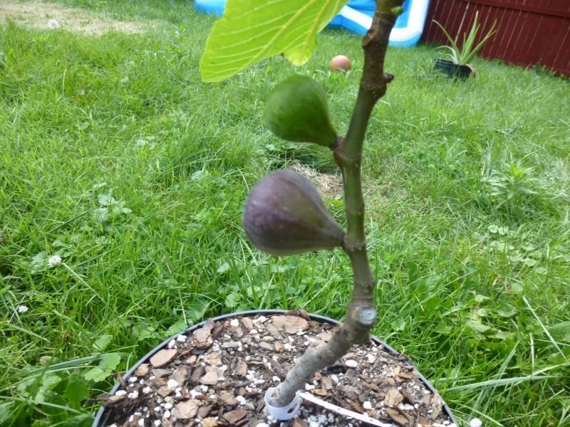 [PretoPast_zpsff3e680c]