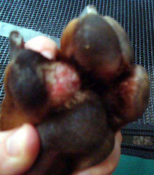Top 97+ Images Pictures Of Dog Abscess On Paw Superb