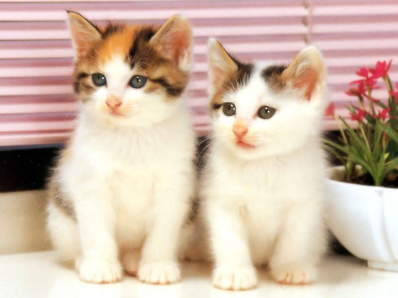 cute kitten wallpaper. Cute Cats Cute Kittens Sweet