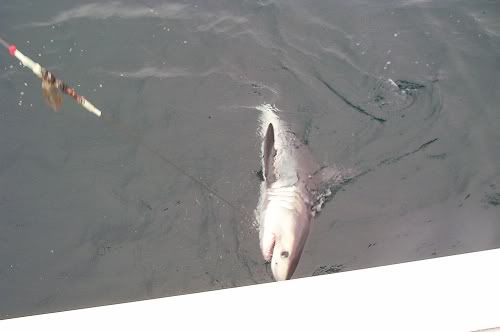august-2006-shark.jpg