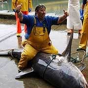 shark caught at Filey shark caught at Filey