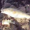 100-codandreel.jpg image by big_cod