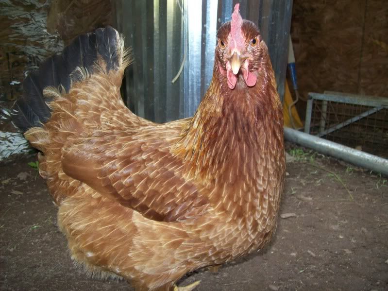 why is my chicken puffed. and feathers thinning. pics. BackYard