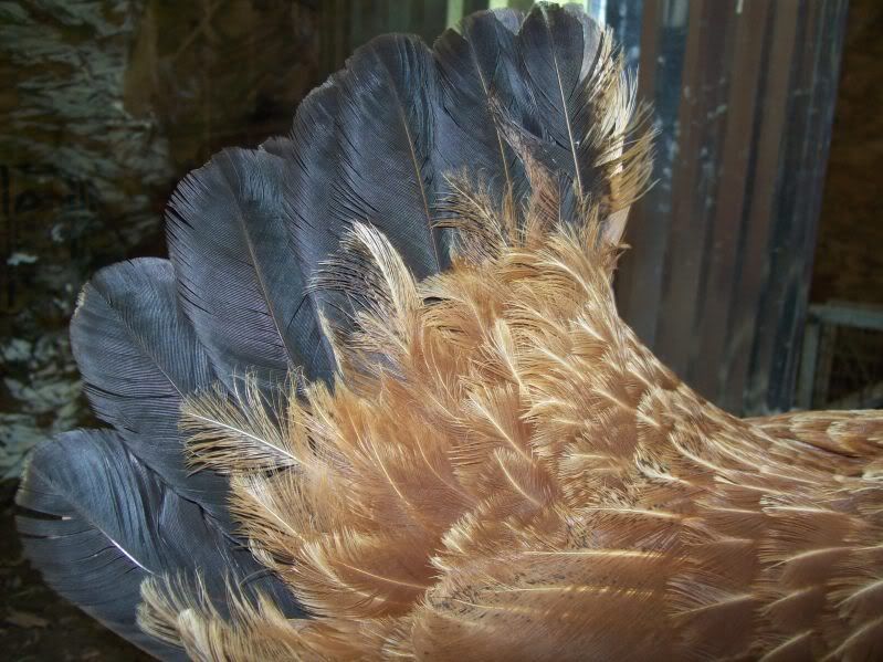 why is my chicken puffed. and feathers thinning. pics. BackYard Chickens