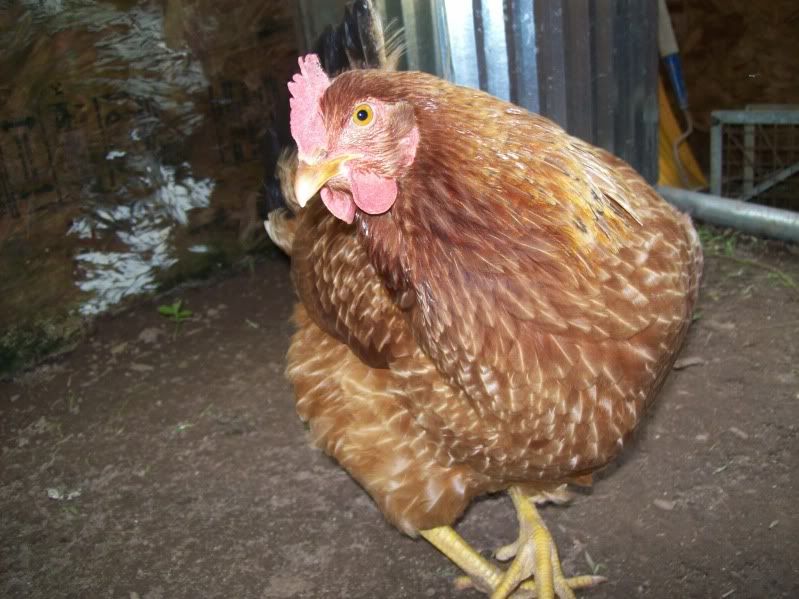 why is my chicken puffed. and feathers thinning. pics. BackYard