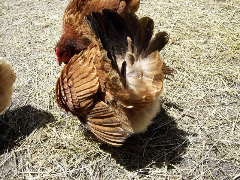 why is my chicken puffed. and feathers thinning. pics. BackYard Chickens