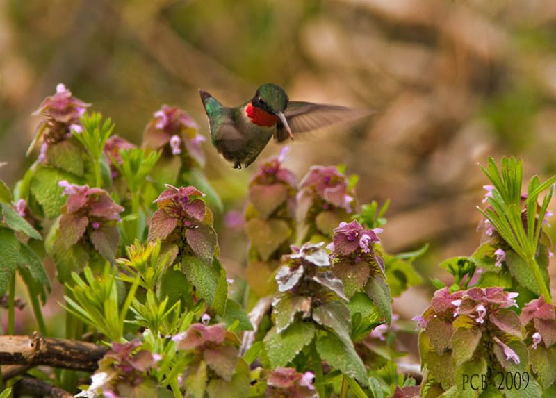 Hummingbird-Flight-red-throat.jpg