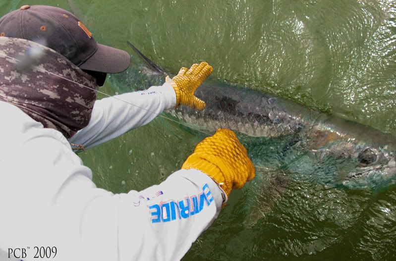 Tarpon-Leadered.jpg