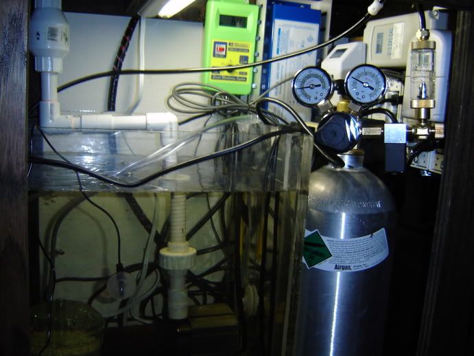 setting up a planted discus tank