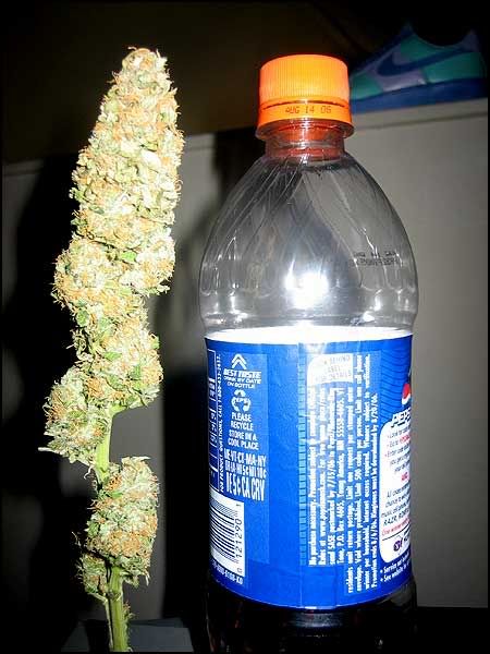 weedliter.jpg