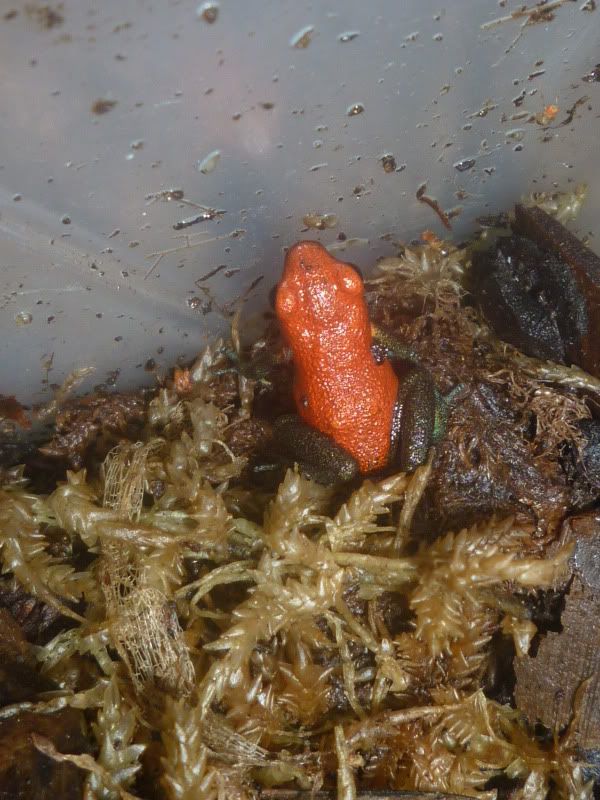 NE England Dart frogs for sale Reptile Forums