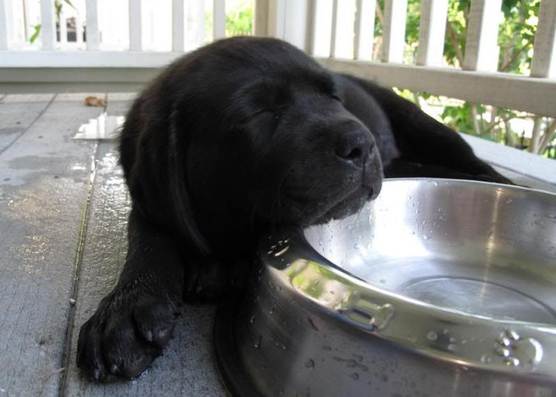 IMAGE: http://i24.photobucket.com/albums/c6/bstrait/Casey2.jpg?t=1247230299