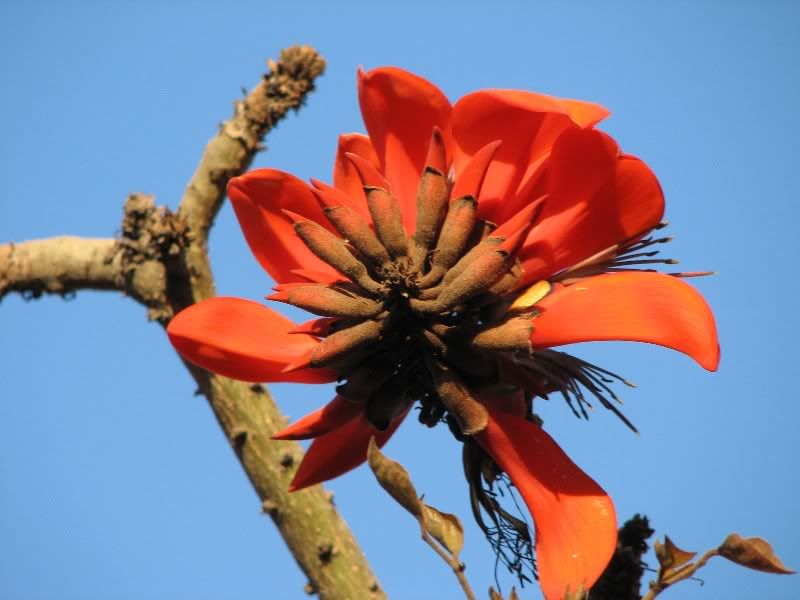 IMAGE: http://i24.photobucket.com/albums/c6/bstrait/IMG_2983_1.jpg