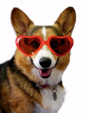 CUTE CORGI Pictures, Images and Photos