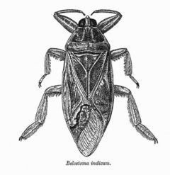 240px-Belostoma_indicum.jpg