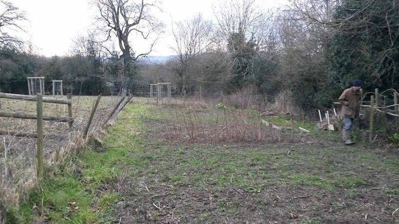 allotment1.jpg