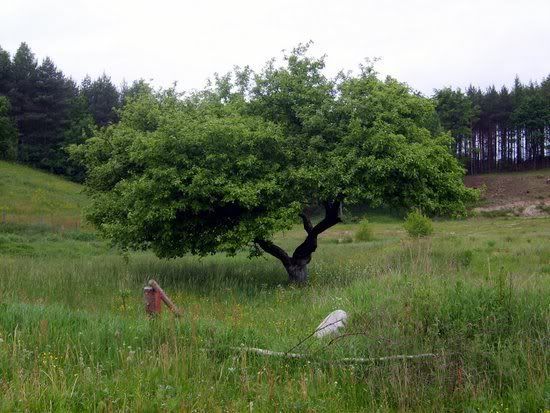 Gdynia, natura, drzewo