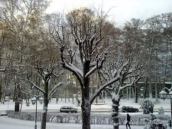 Śnieg, zaspa, drzewo