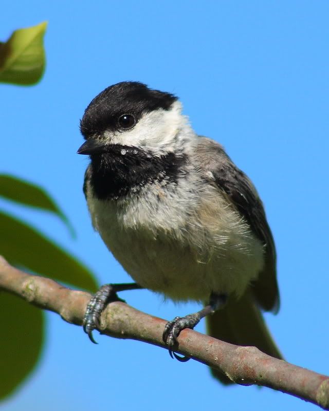 IMAGE: http://i24.photobucket.com/albums/c9/peri8x42/IMG_0355.jpg