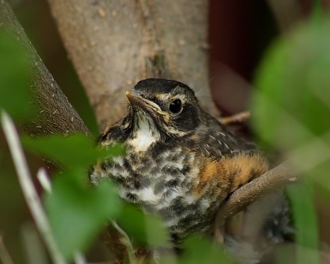 IMAGE: http://i24.photobucket.com/albums/c9/peri8x42/IMG_0384.jpg