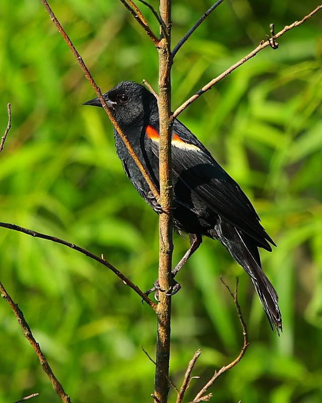 IMAGE: http://i24.photobucket.com/albums/c9/peri8x42/RWBB1.jpg