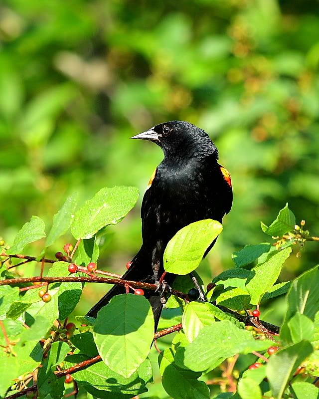 IMAGE: http://i24.photobucket.com/albums/c9/peri8x42/RWBB2.jpg