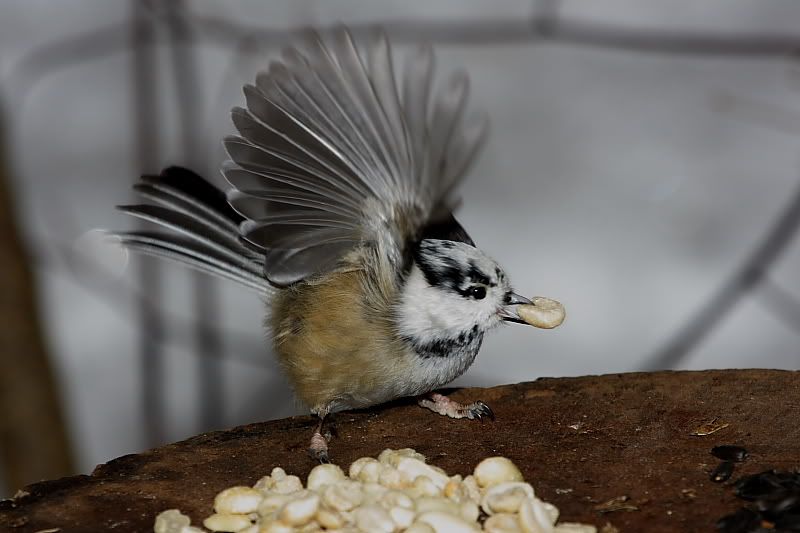 IMAGE: http://i24.photobucket.com/albums/c9/peri8x42/baldcapped001.jpg