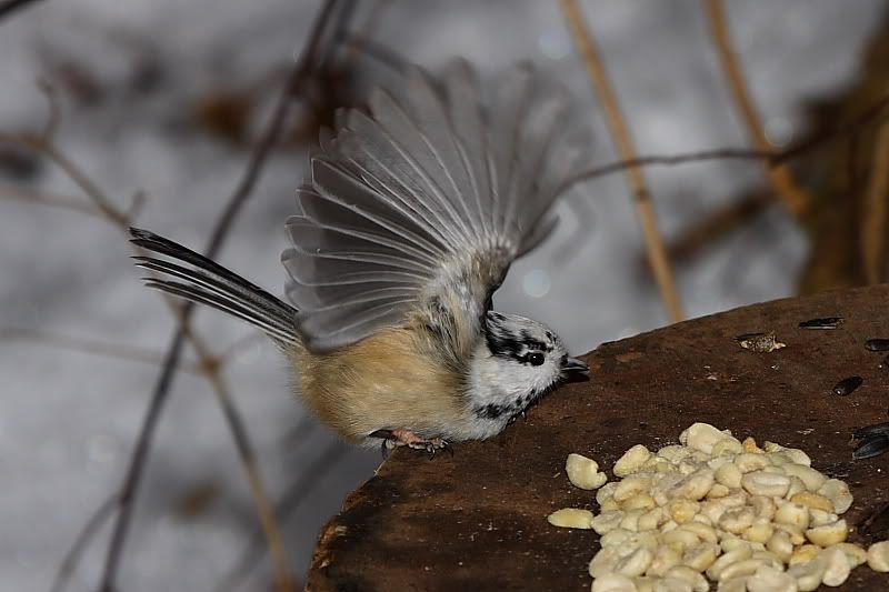 IMAGE: http://i24.photobucket.com/albums/c9/peri8x42/baldcapped002.jpg