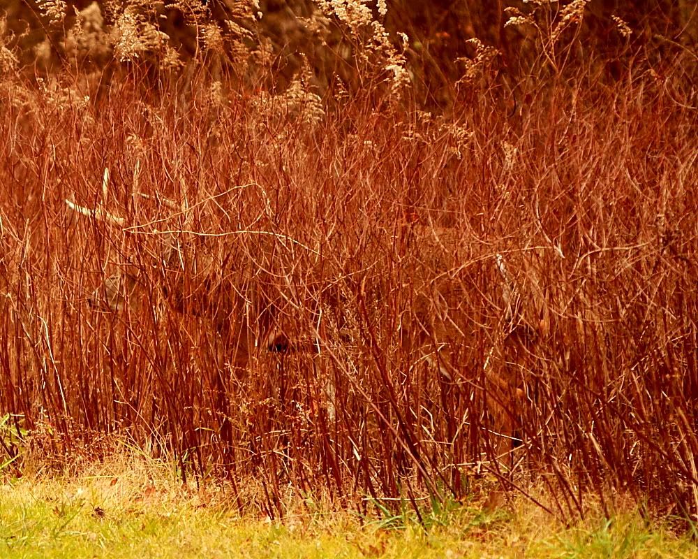 IMAGE: http://i24.photobucket.com/albums/c9/peri8x42/buck0001.jpg