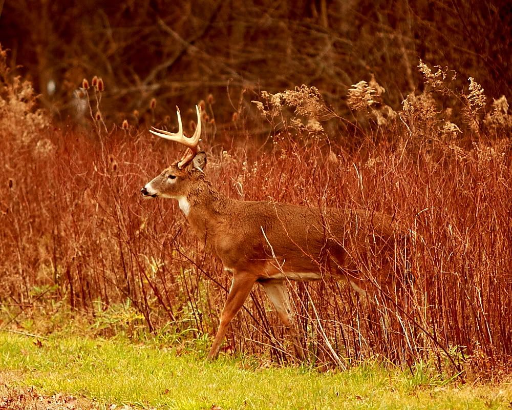 IMAGE: http://i24.photobucket.com/albums/c9/peri8x42/buck0002.jpg