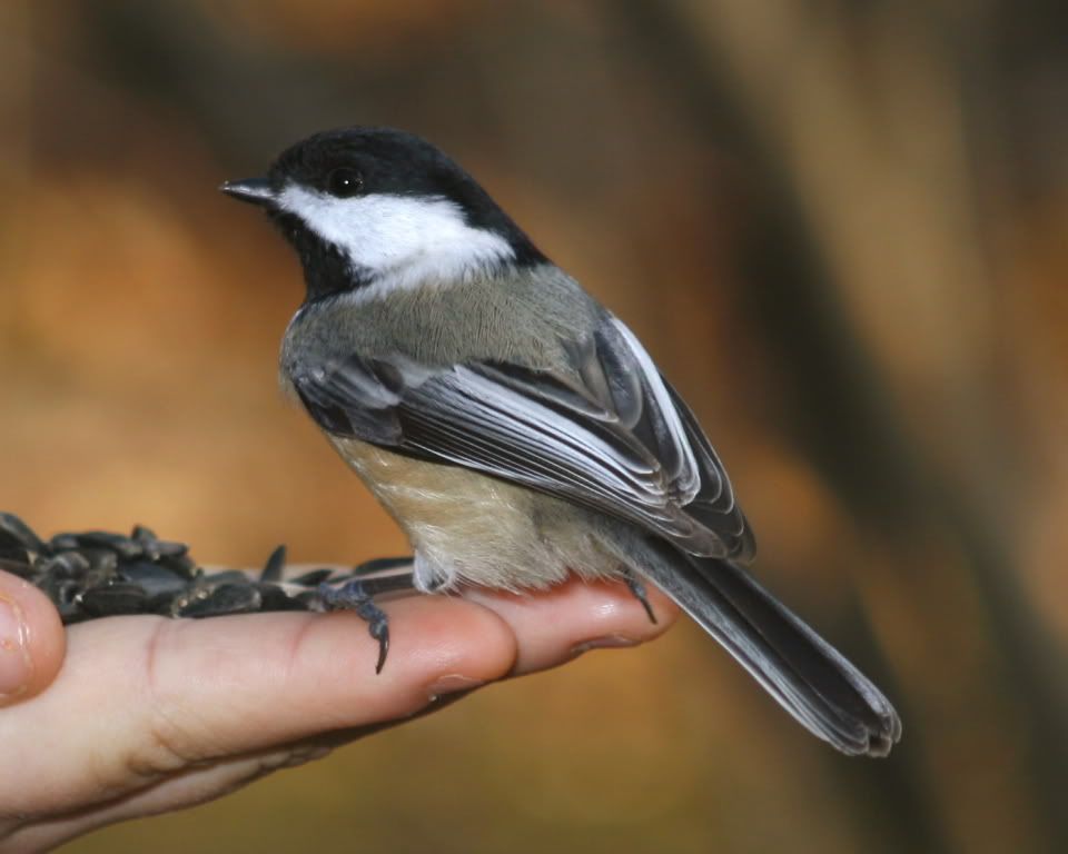 chickadee01.jpg