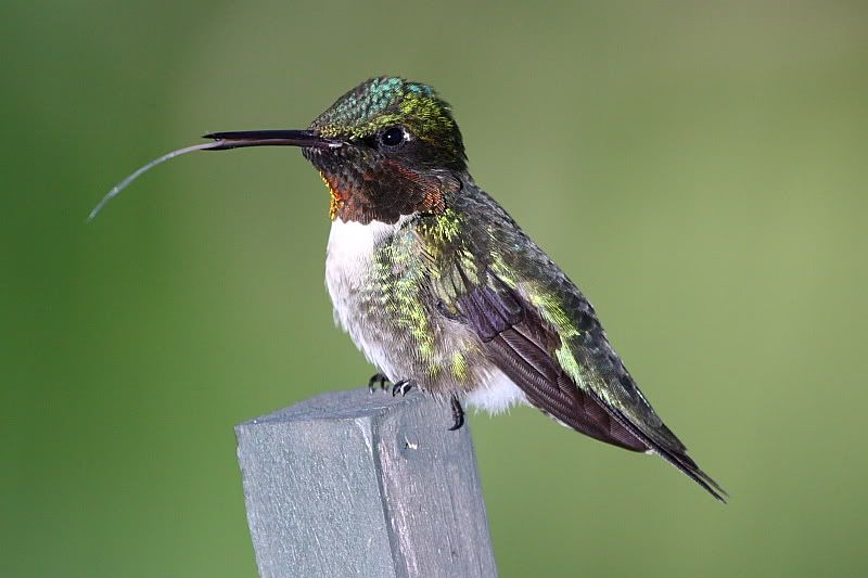 IMAGE: http://i24.photobucket.com/albums/c9/peri8x42/desktophummer.jpg