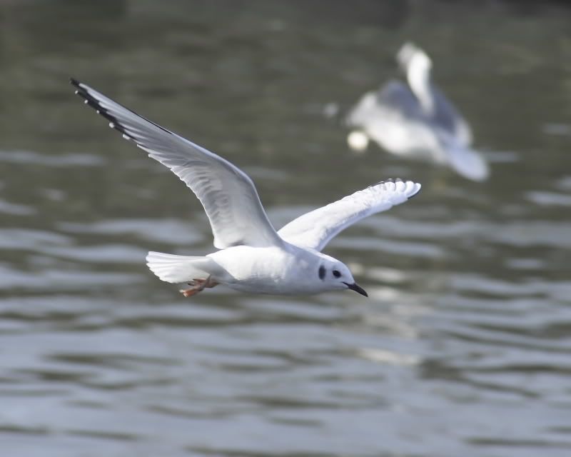 gulls01.jpg