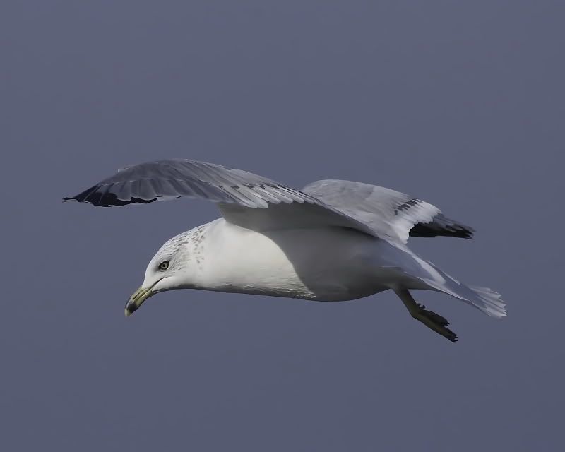 gulls03.jpg