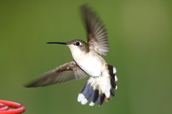 IMAGE: http://i24.photobucket.com/albums/c9/peri8x42/hummingbirds001.jpg