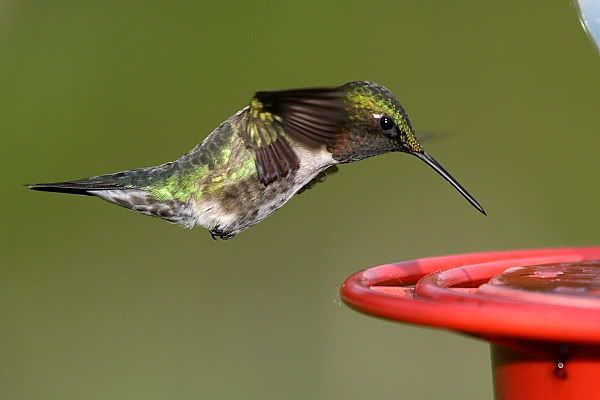 IMAGE: http://i24.photobucket.com/albums/c9/peri8x42/hummingbirds002.jpg