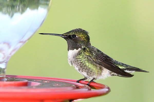 IMAGE: http://i24.photobucket.com/albums/c9/peri8x42/hummingbirds003.jpg