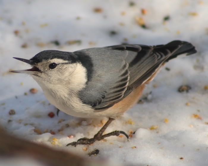 IMAGE: http://i24.photobucket.com/albums/c9/peri8x42/nuthatch01.jpg