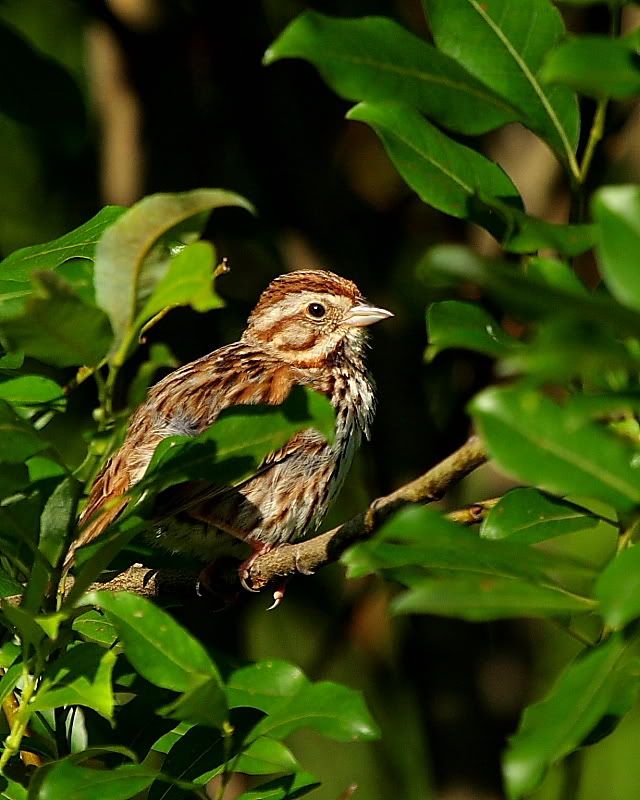 IMAGE: http://i24.photobucket.com/albums/c9/peri8x42/songsparrow.jpg