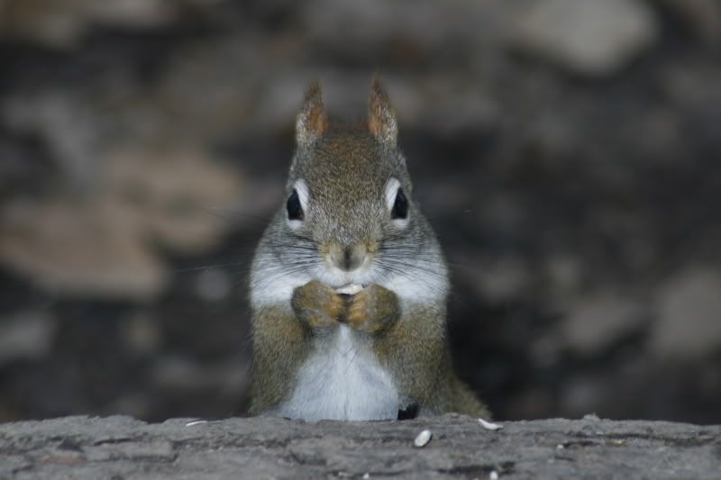 squirrel01.jpg