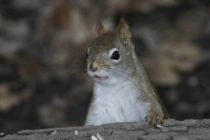 squirrel02.jpg