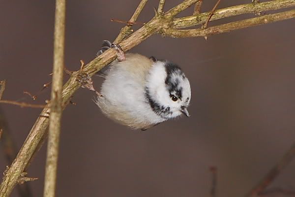 IMAGE: http://i24.photobucket.com/albums/c9/peri8x42/webbirds001.jpg