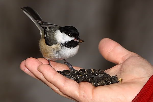 Chickadee In Hand