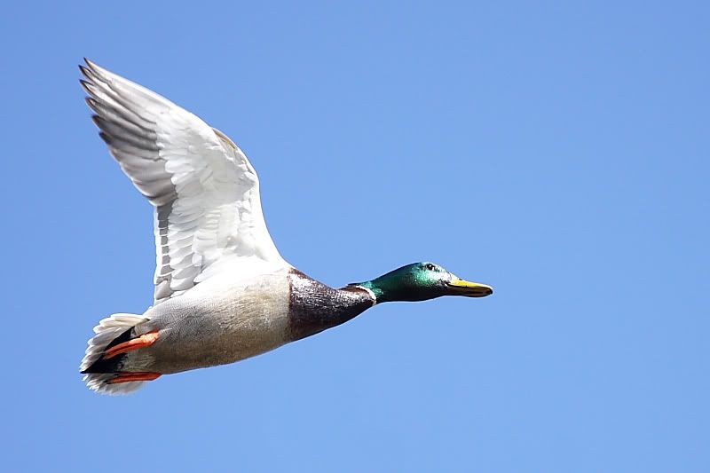 IMAGE: http://i24.photobucket.com/albums/c9/peri8x42/webmallard2.jpg