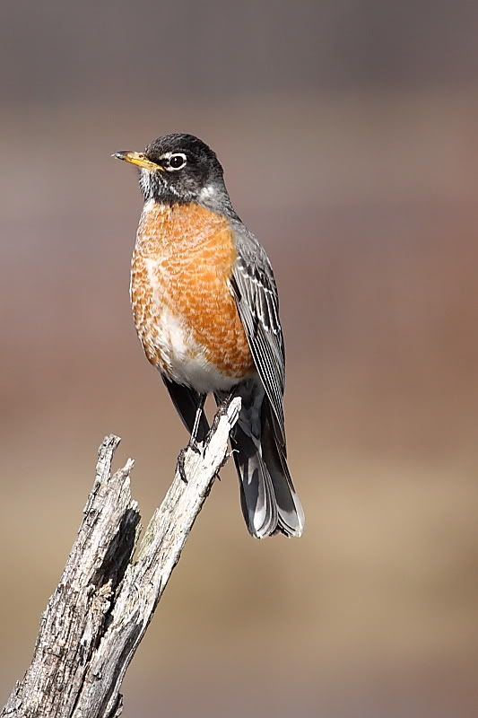 IMAGE: http://i24.photobucket.com/albums/c9/peri8x42/webrobin.jpg